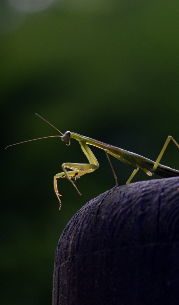 Зеленый богомол стоит на камне