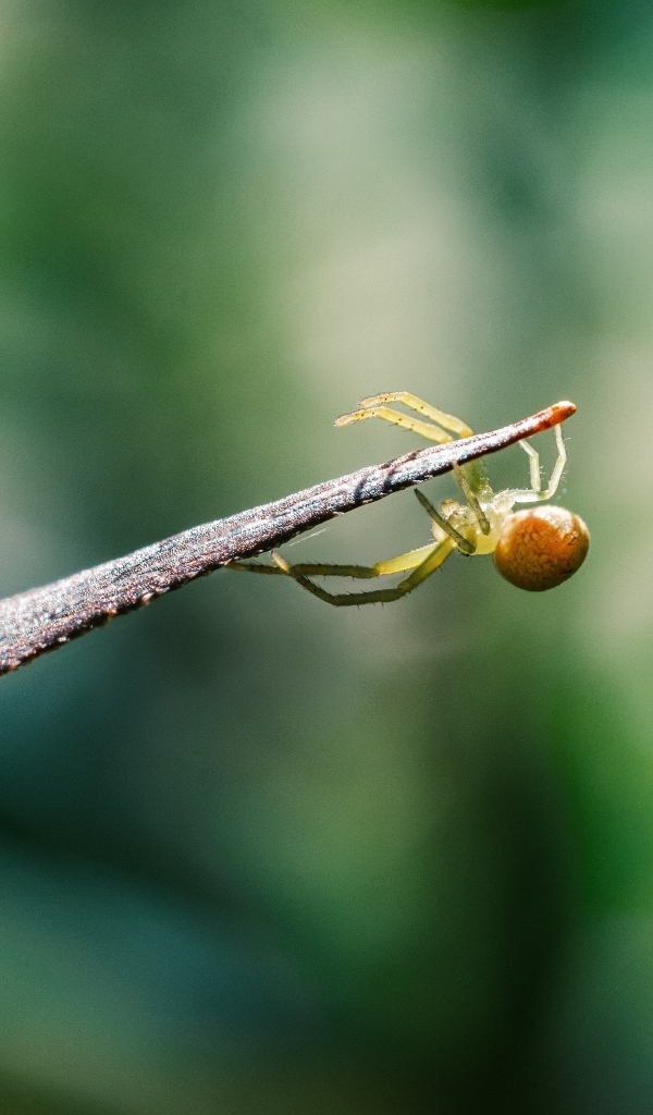 Зеленый паук висит на листе