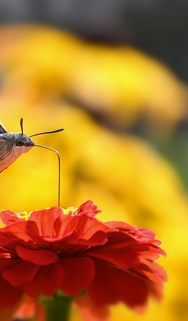 Насекомое бражник над цветком циннии