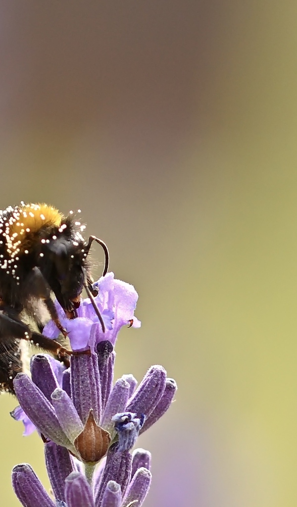 Пчела медонос сидит на цветке