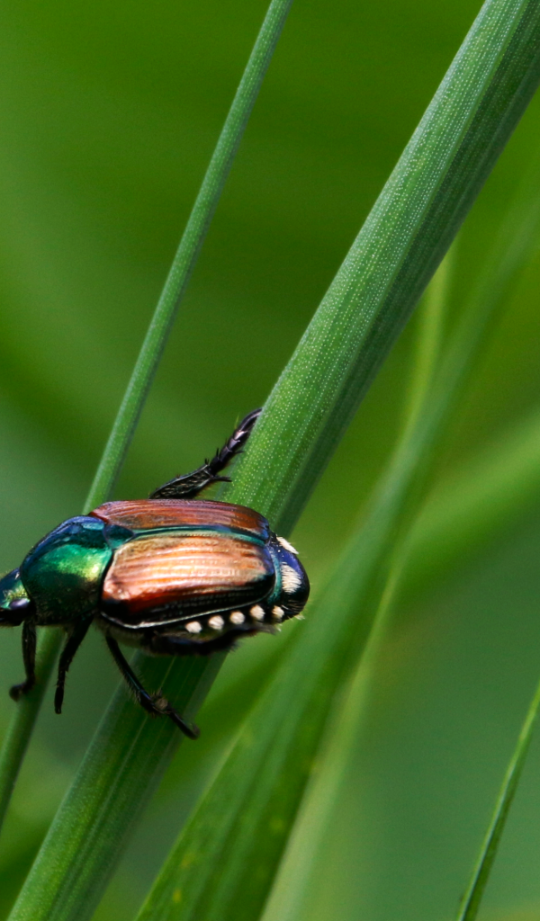 Жук Хрущик японский сидит на зеленой траве