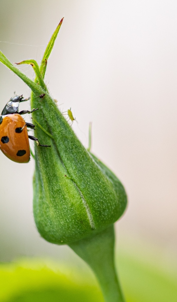 Божья коровка сидит на бутоне розы