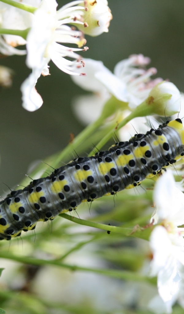 Большая гусеница на ветке с белыми цветами вишни