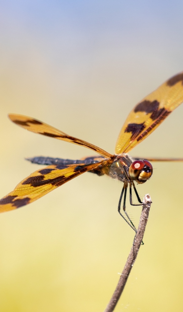 Большая стрекоза сидит на ветке крупным планом