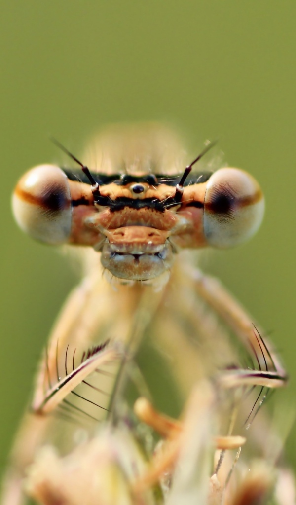 Большие глаза стрекозы крупным планом