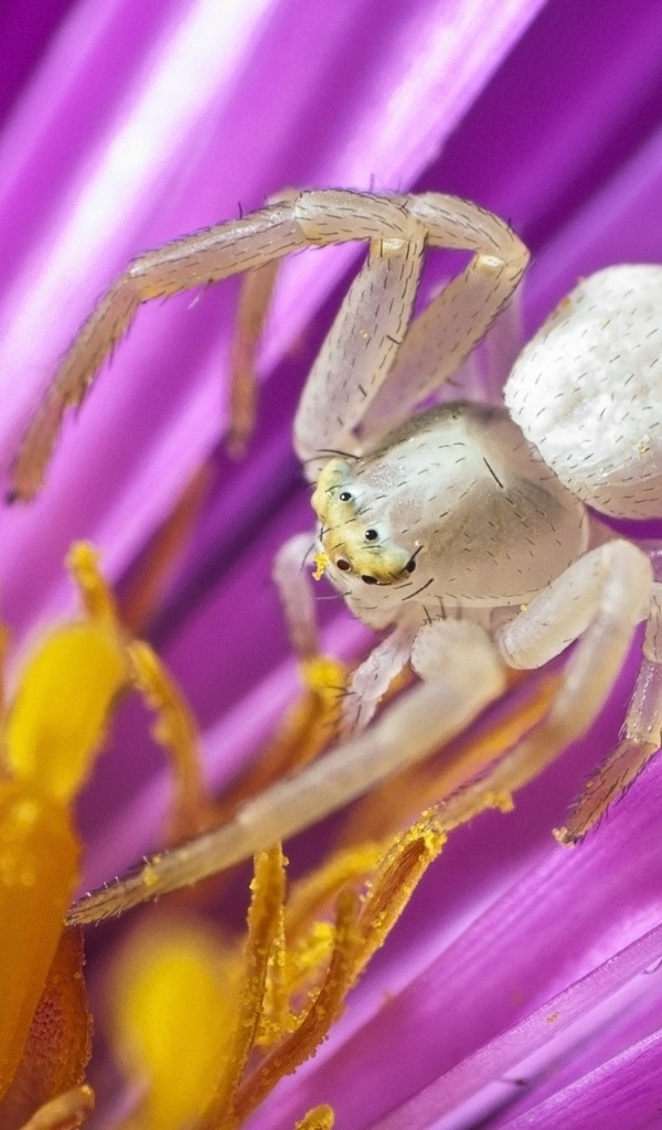 Большой серый паук в середине цветка тюльпана