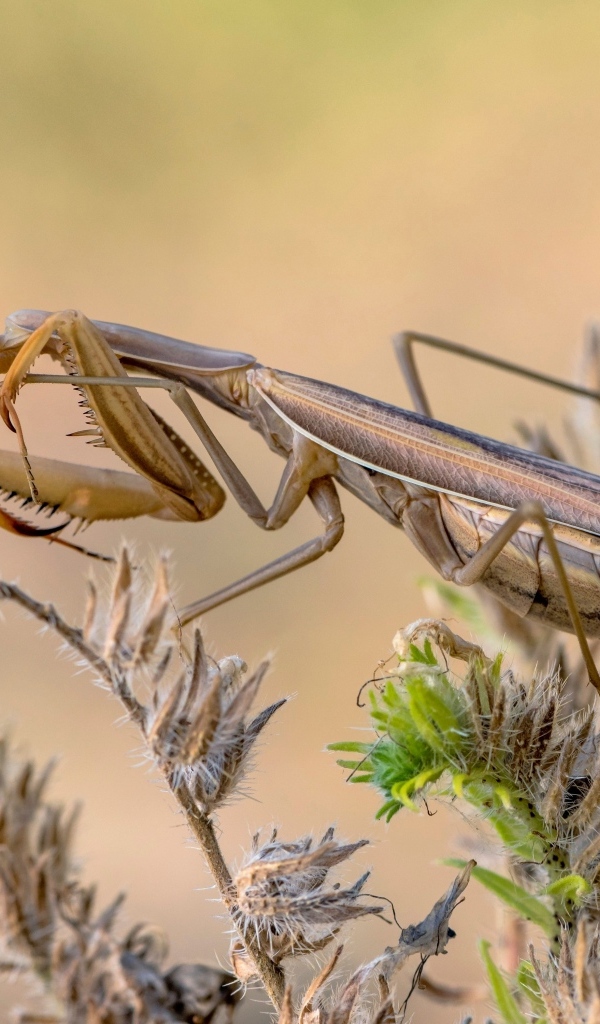 Большой богомол сидит на растении