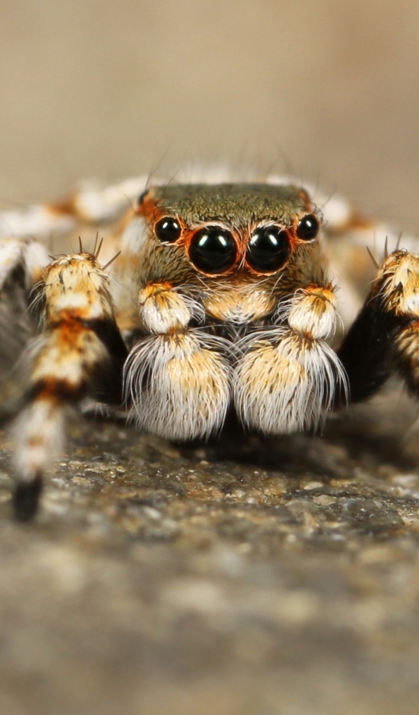 Большой паук с черными глазами