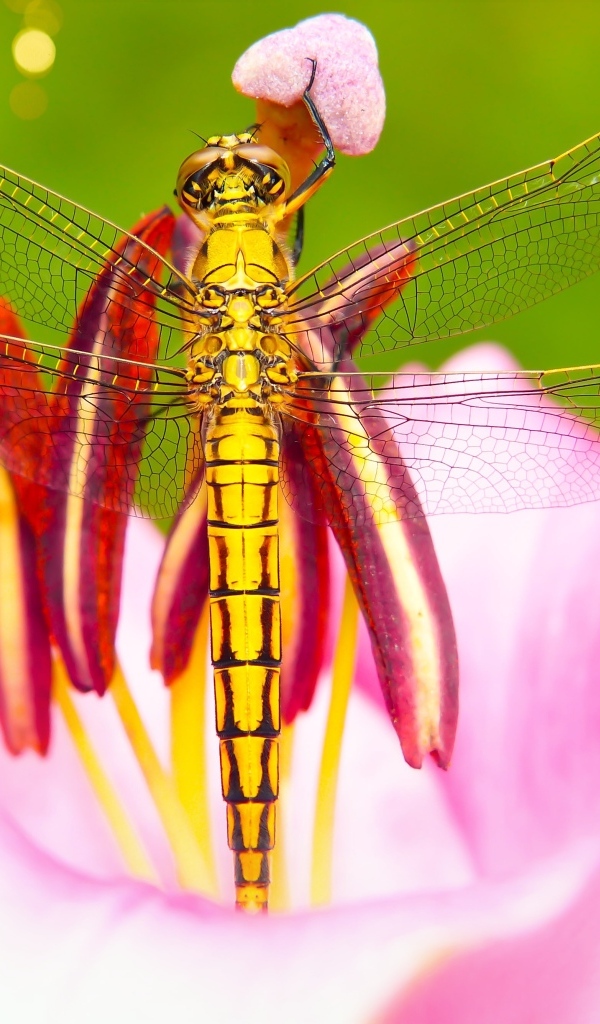 Большая желтая стрекоза на розовом цветке лилии