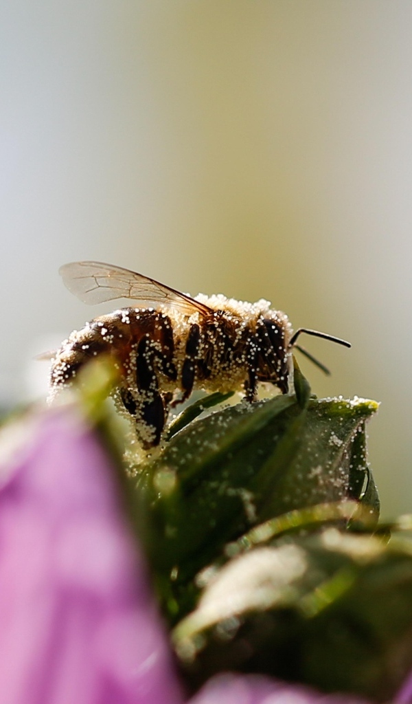 Маленькая пчела  в пыльце на цветке