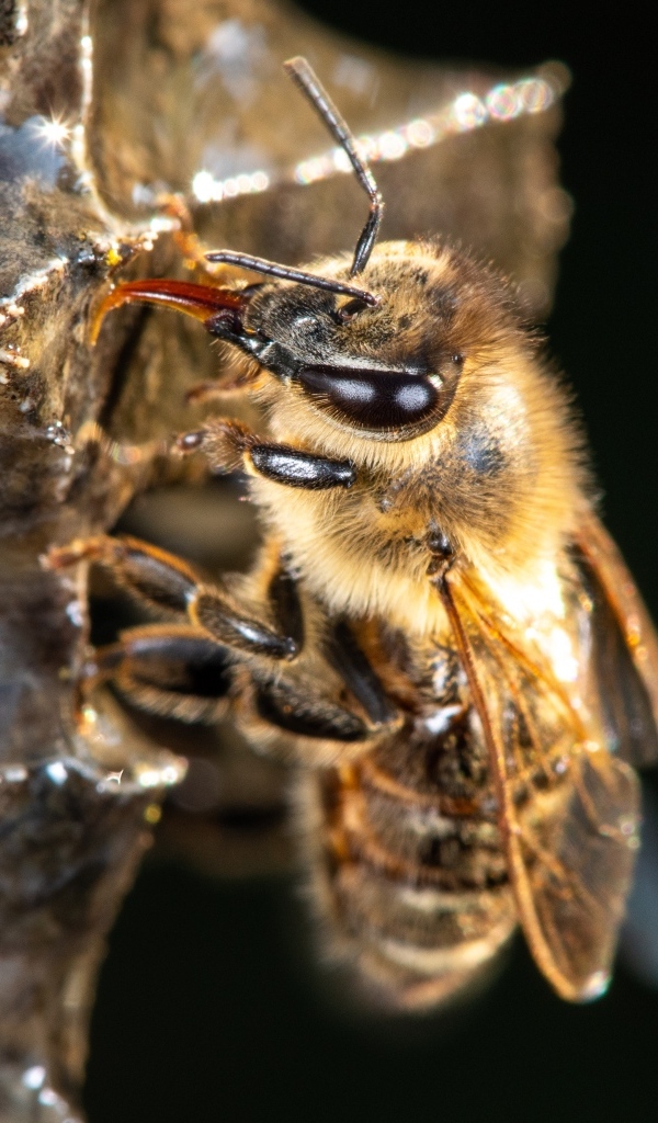 Маленькая пчела на черном фоне