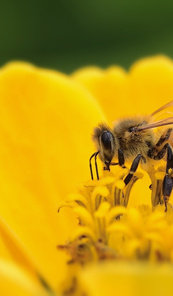 Маленькая пчела на желтом цветке циннии 