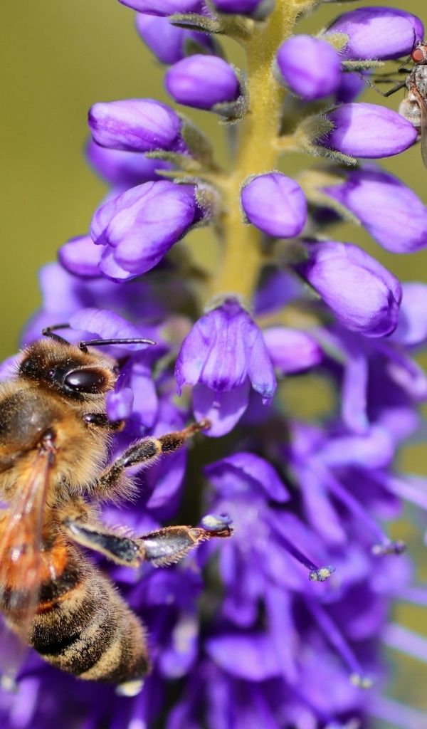 Маленькая пчела сидит на фиолетовом цветке