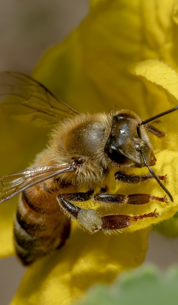 Маленькая пчела сидит на желтом цветке
