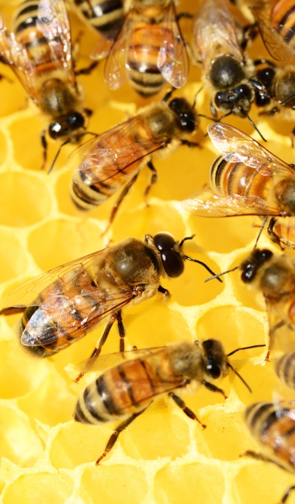 Маленькие пчелы на сотах 