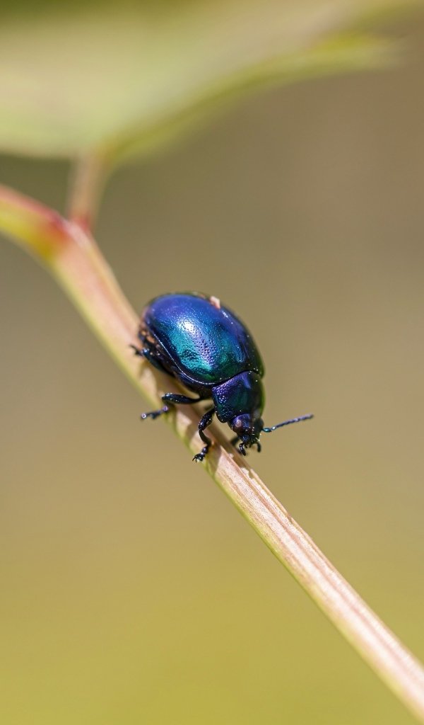 Маленький синий жук сидит на ветке