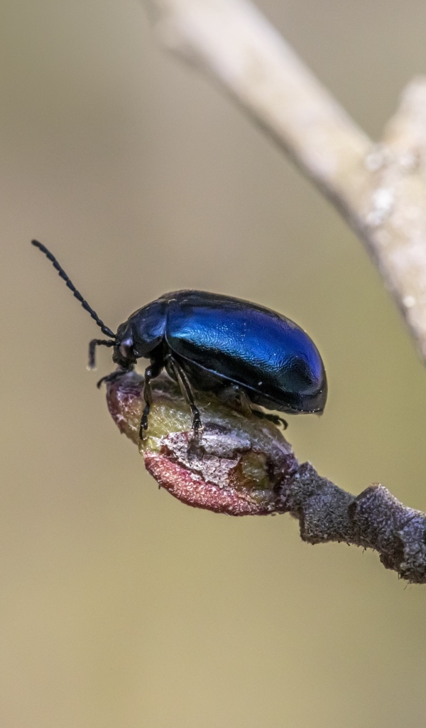 Маленький синий жук сидит на ветке дерева