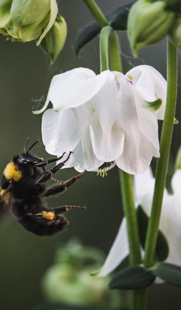 Маленький шмель у белых цветов