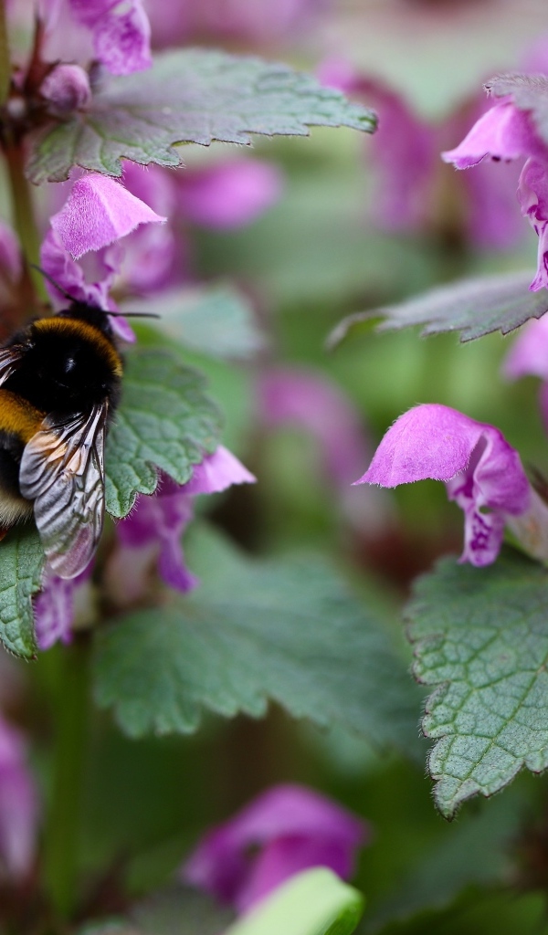Маленький шмель на розовых цветах крапивы