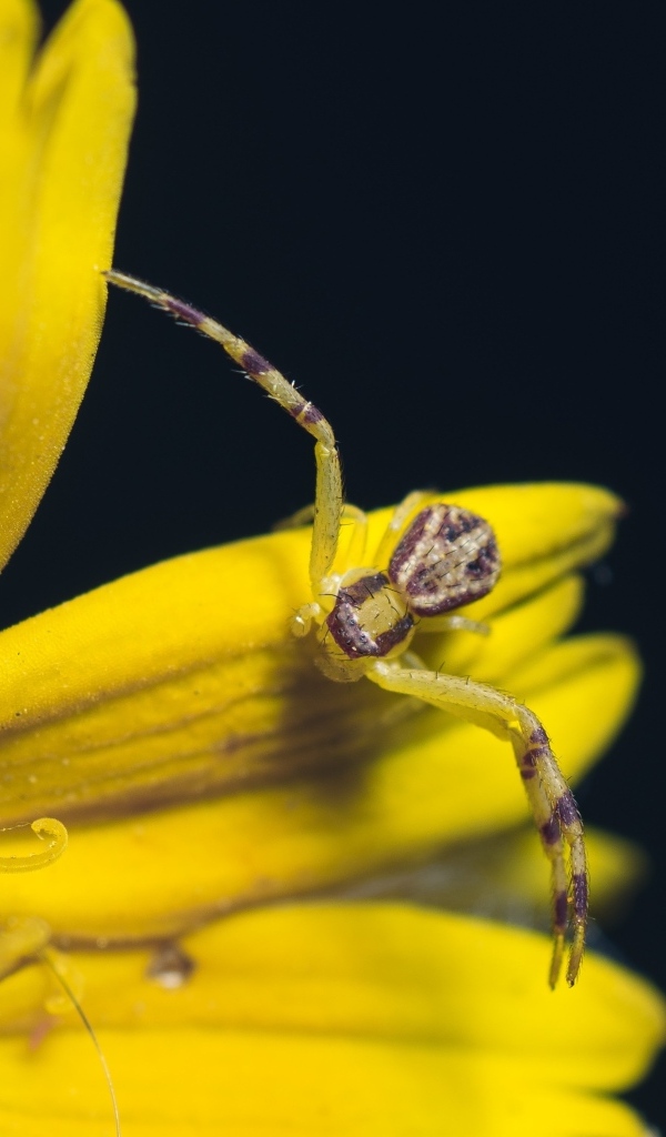 Маленький крабовый паук на желтом цветке 