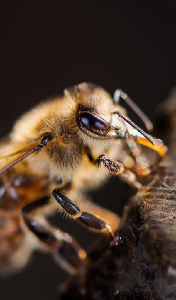 Маленькая медоносная пчела крупным планом