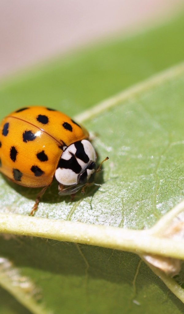 Маленькая божья коровка на зеленом листе