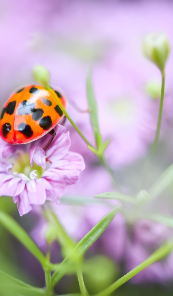Маленькая божья коровка на розовом цветке