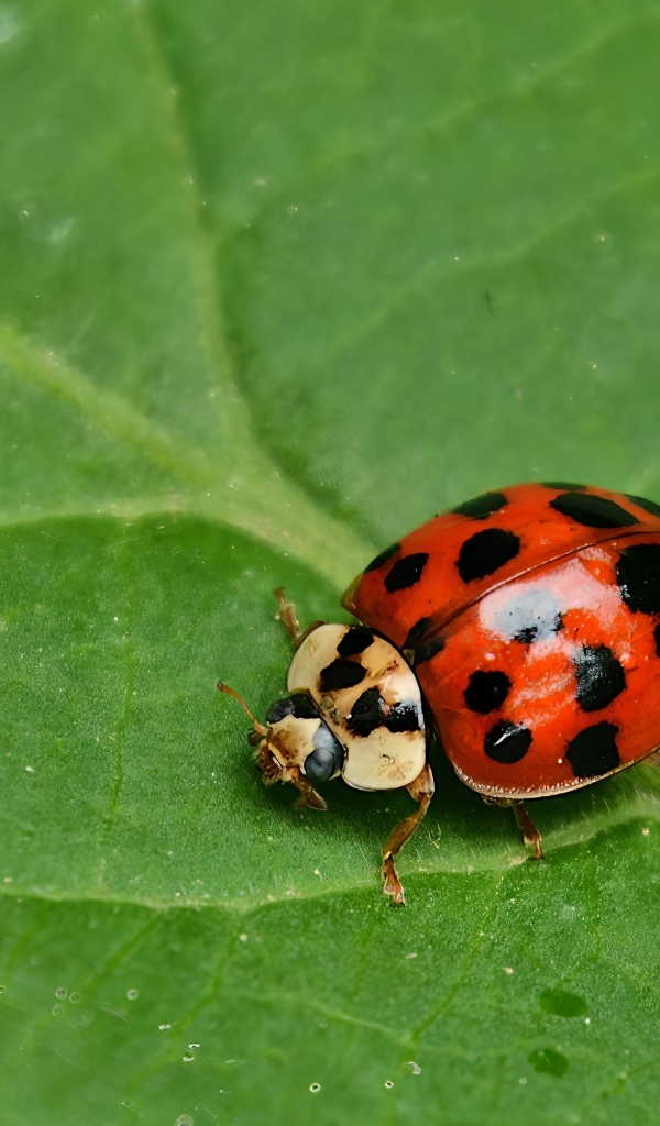 Маленькая красная божья коровка на зеленом листе