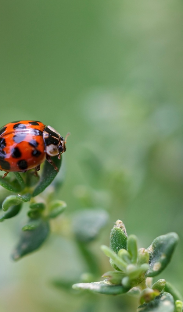Маленькая красная божья коровка на растении