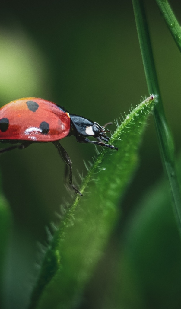 Маленькая красная божья коровка сидит на траве