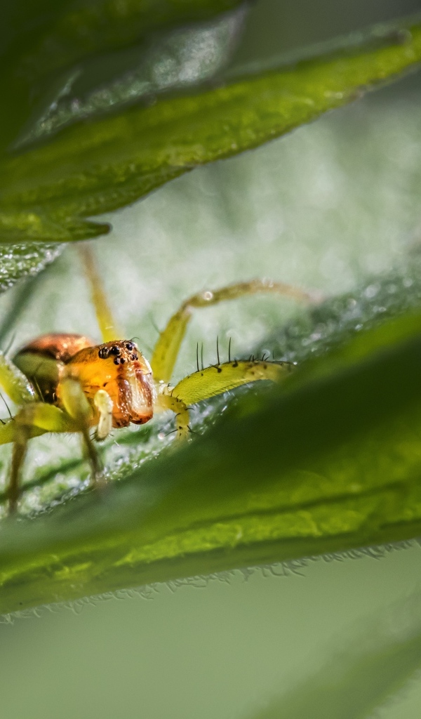 Маленький паук прячется в зеленых листьях