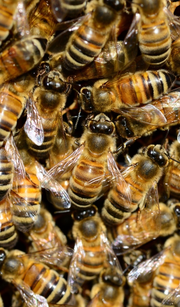 Много маленьких трудолюбивых пчел вблизи