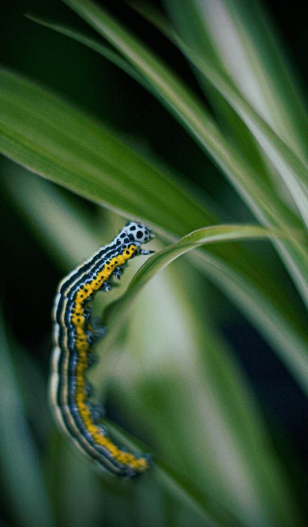 Разноцветная гусеница на зеленой траве