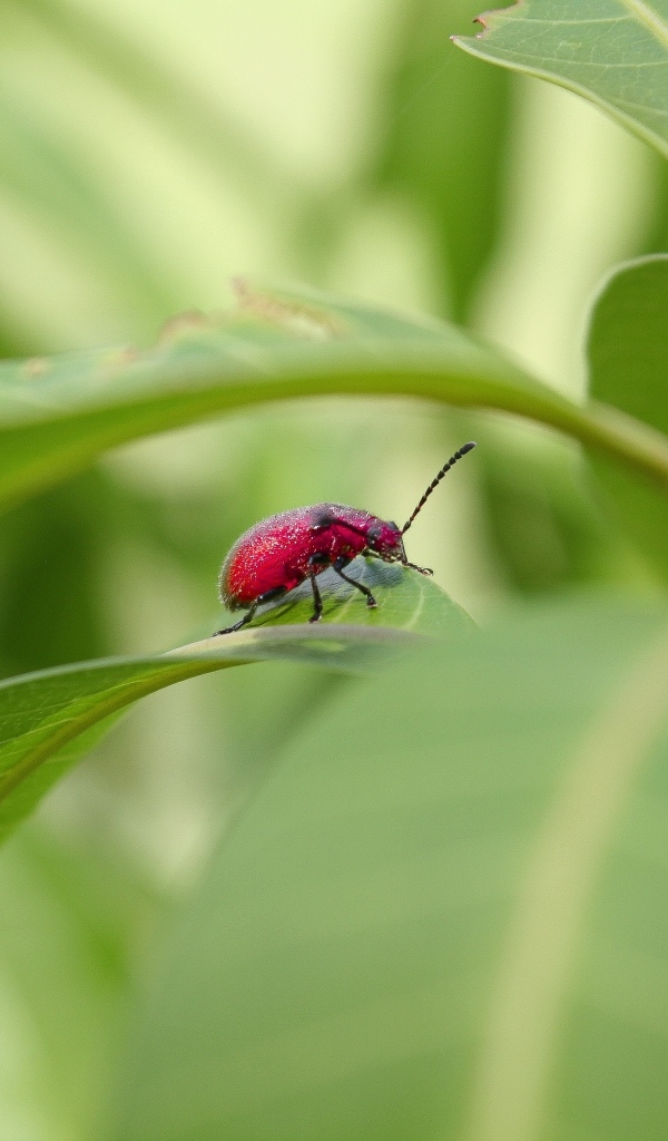 Красный жук сидит в зеленых листьях