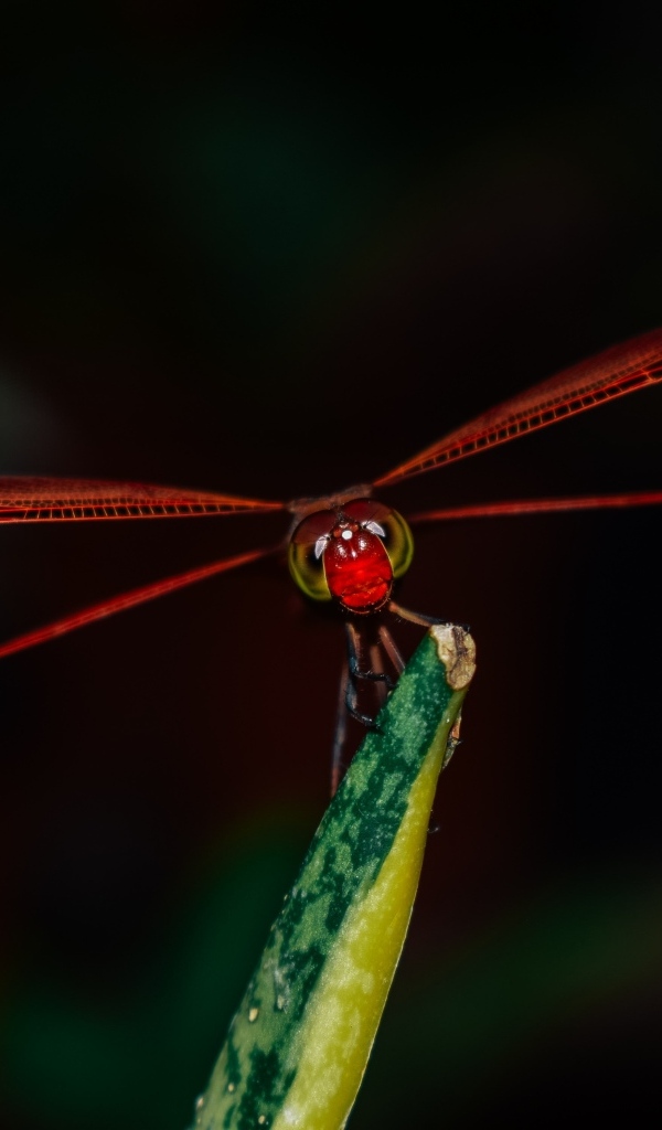 Красная стрекоза сидит на траве