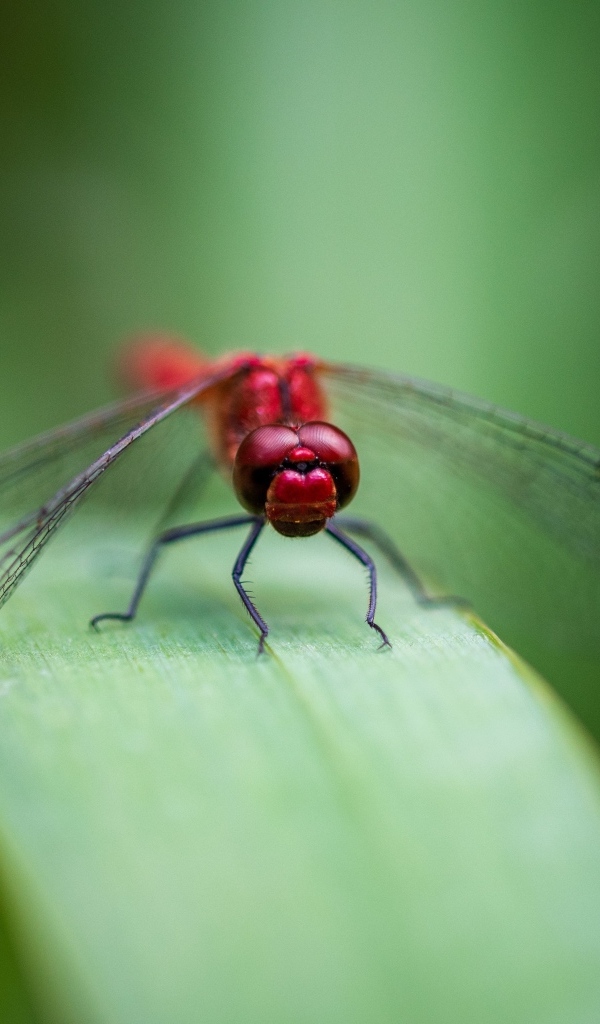 Красная стрекоза с прозрачными крыльями на зеленом листке