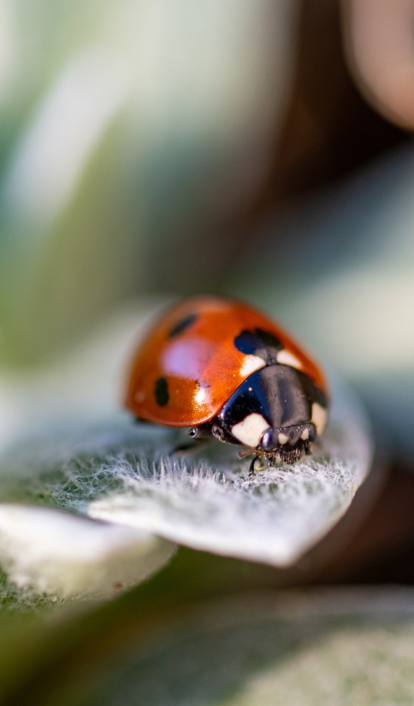 Красная божья коровка сидит на зеленом листке