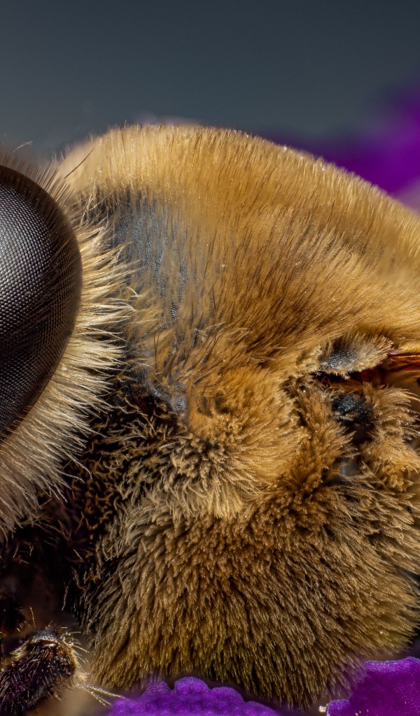 Лохматая пчела на цветке крупным планом