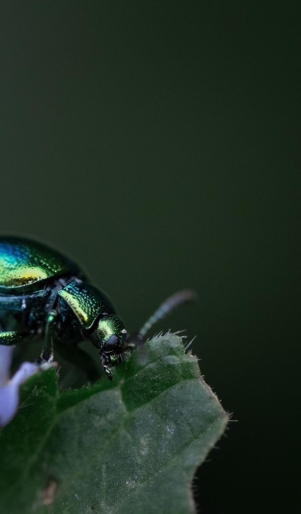Блестящий зеленый жук сидит на листе