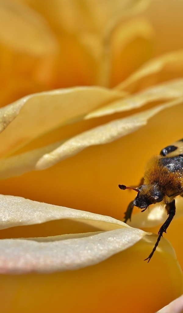 Маленький жук на цветке розы