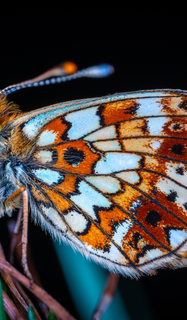 Маленькая коричневая бабочка на черном фоне