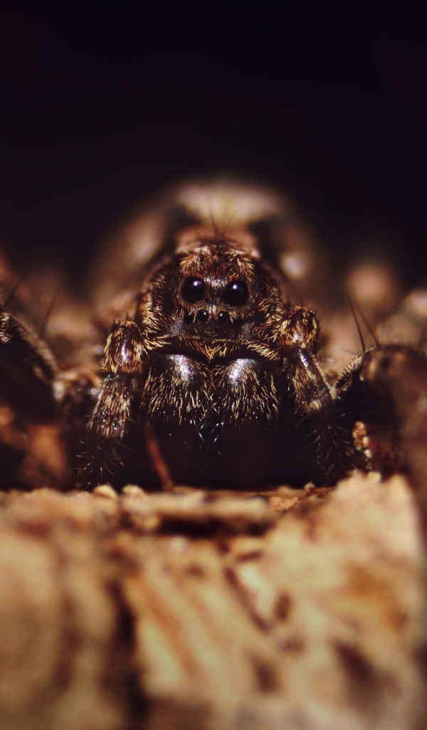 Паук крупным планом на черном фоне