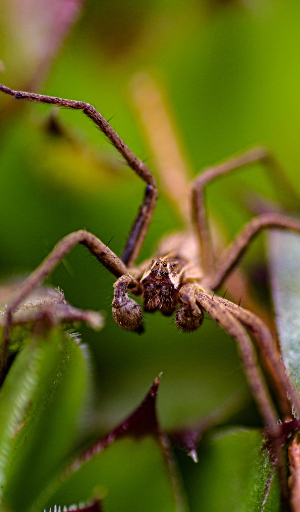 Паук прячется в зеленых листьях