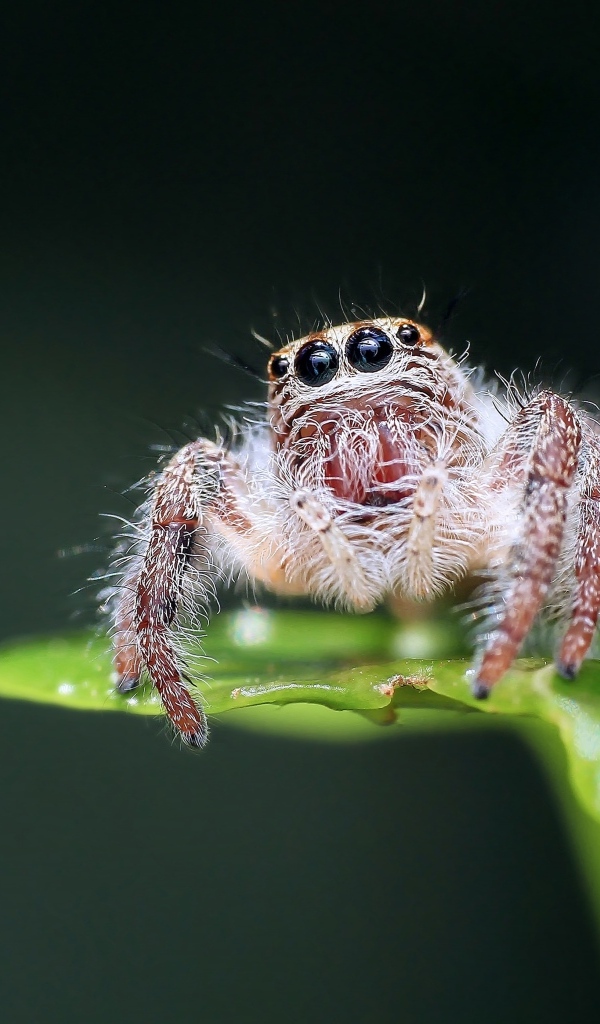 Паук на зеленом листе крупным планом