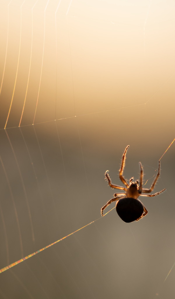 Паук на паутине в лучах солнца
