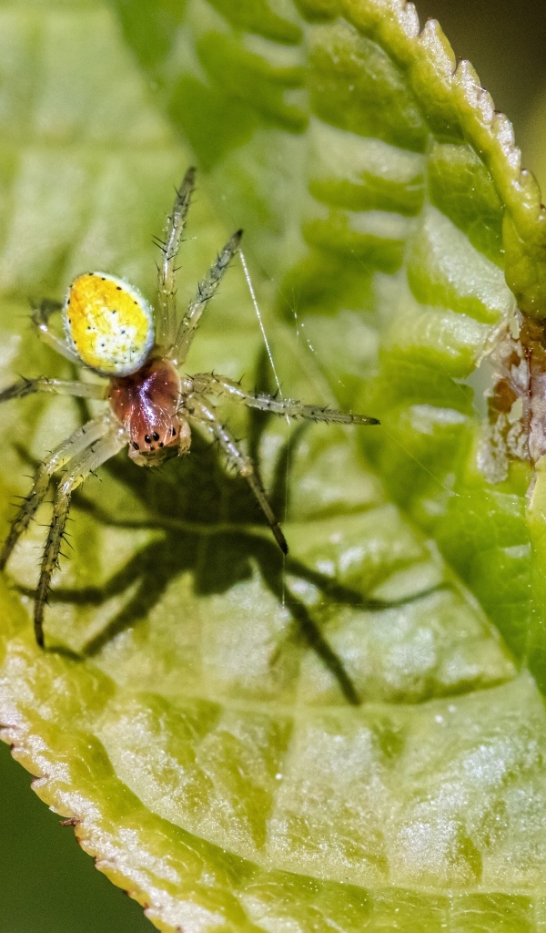 Паук плетет паутину на зеленом листке