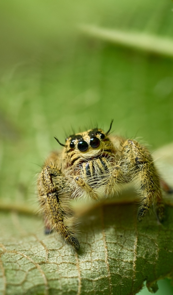 Паук с черными глазами сидит на листе