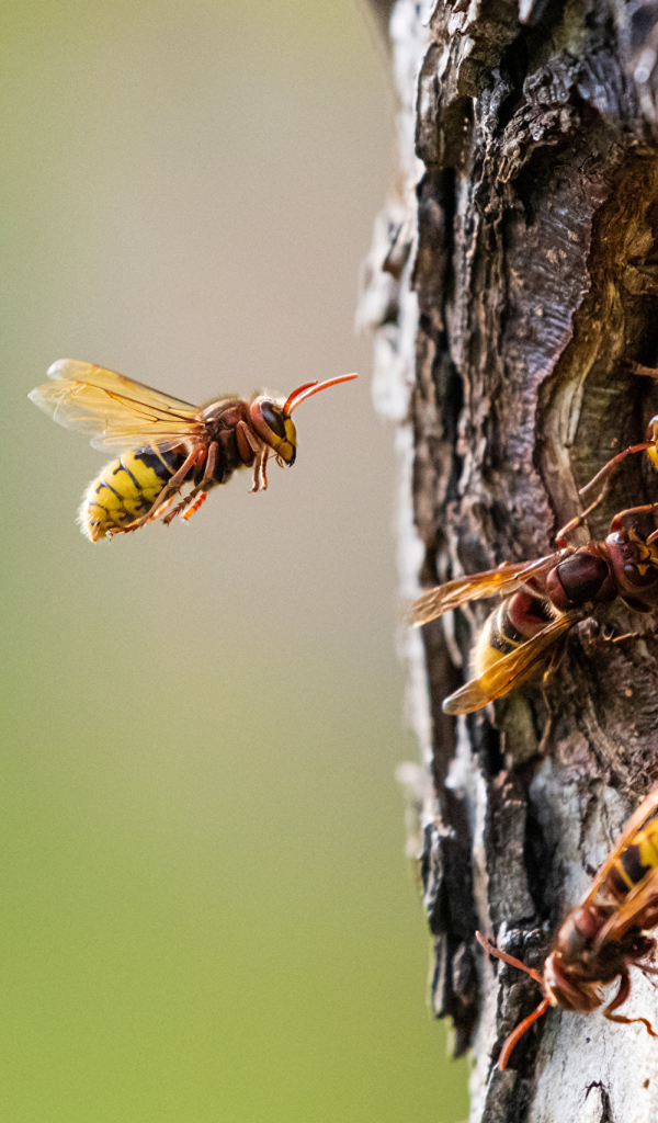 Пчелы сделали улей в дупле дерева