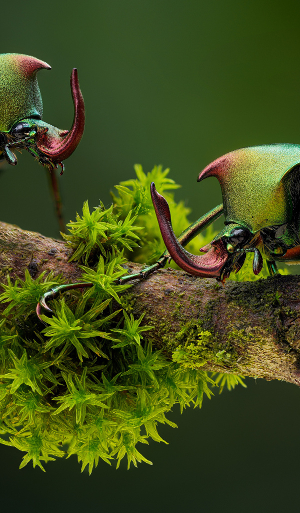 Два жука бронзовки на ветке