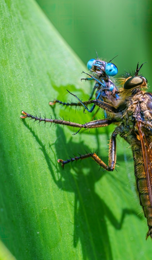 Две стрекозы на зеленом листе